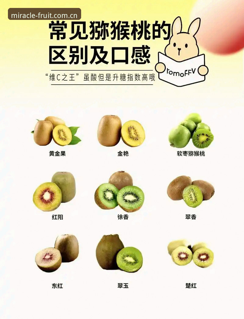 奇异果客户端下载对比 揭秘奇异果客户端下载对比:不同渠道背后的真相